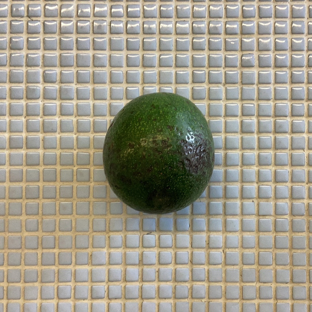 gigantic reed avocado